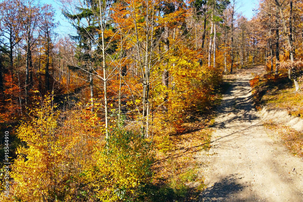 Fototapeta premium Autumn Forest Pathway with Vibrant Fall Foliage - Perfect for Nature Photography, Prints, or Wall Art