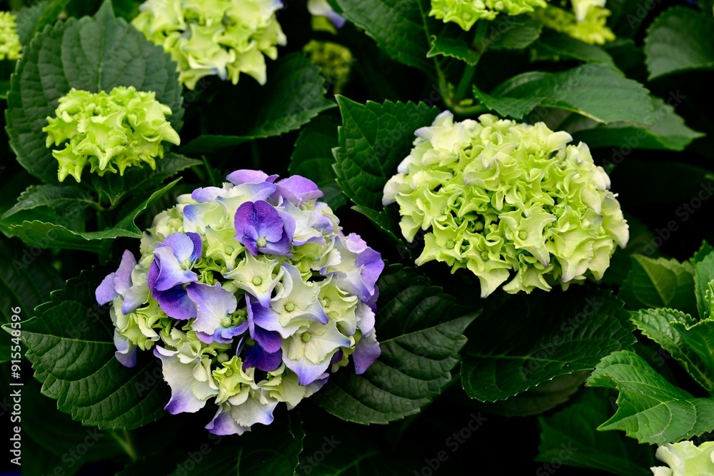 Close-up shot of vibrant hydrangea flowers with lush green leaves in a garden setting Close-up shot of vibrant hydrangea flowers with lush green leaves in a garden setting
