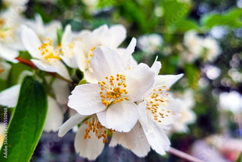 Close-Up of Blooming White Jasmine Flowers in a Lush Garden Setting for Floral and Nature-Themed Prints and Posters