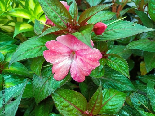 Impatiens walleriana, also known as busy Lizzie, balsam, sultana, or simply impatiens, is a species of the genus Impatiens, native to eastern Africa from Kenya to Mozambique.
