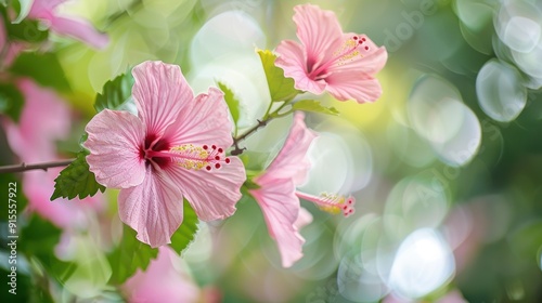Vibrant Pink Hibiscus Blossom in Full Bloom Close-Up