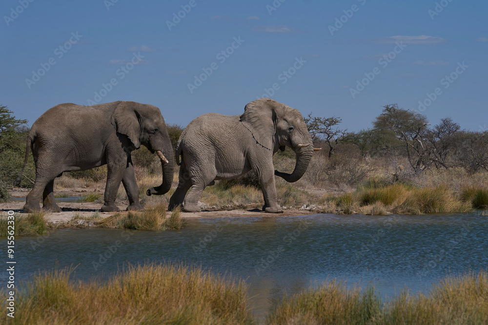 Fototapeta premium Group of large male african elephant (Loxodonta africana) drinking at a waterhole in Onguma Nature Reserve bordering Etosha National Park, Namibia.