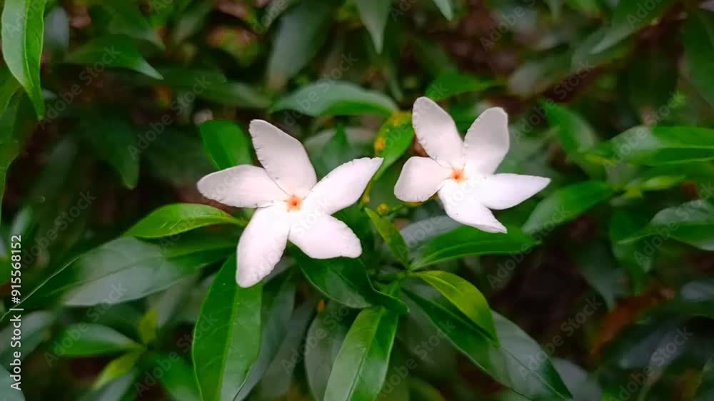 Fresh jasmine flowers surrounded by green leaves. Fresh jasmine flowers surrounded by green leaves.