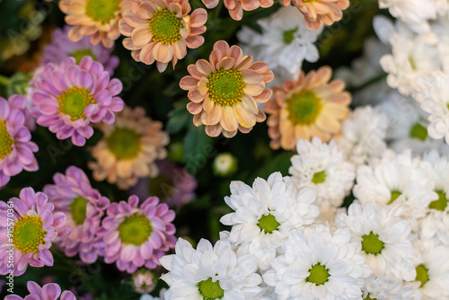 Beautiful various color chrysanthemum flowers in the garden