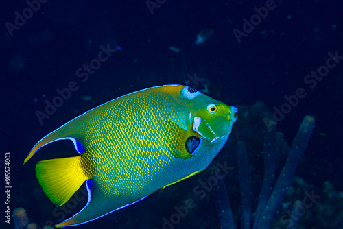 Queen Angel fish  photo