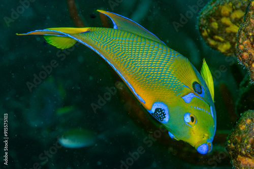 Queen Angel fish  photo