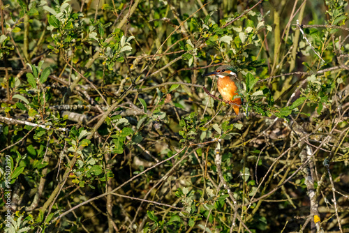 Eisvogel photo