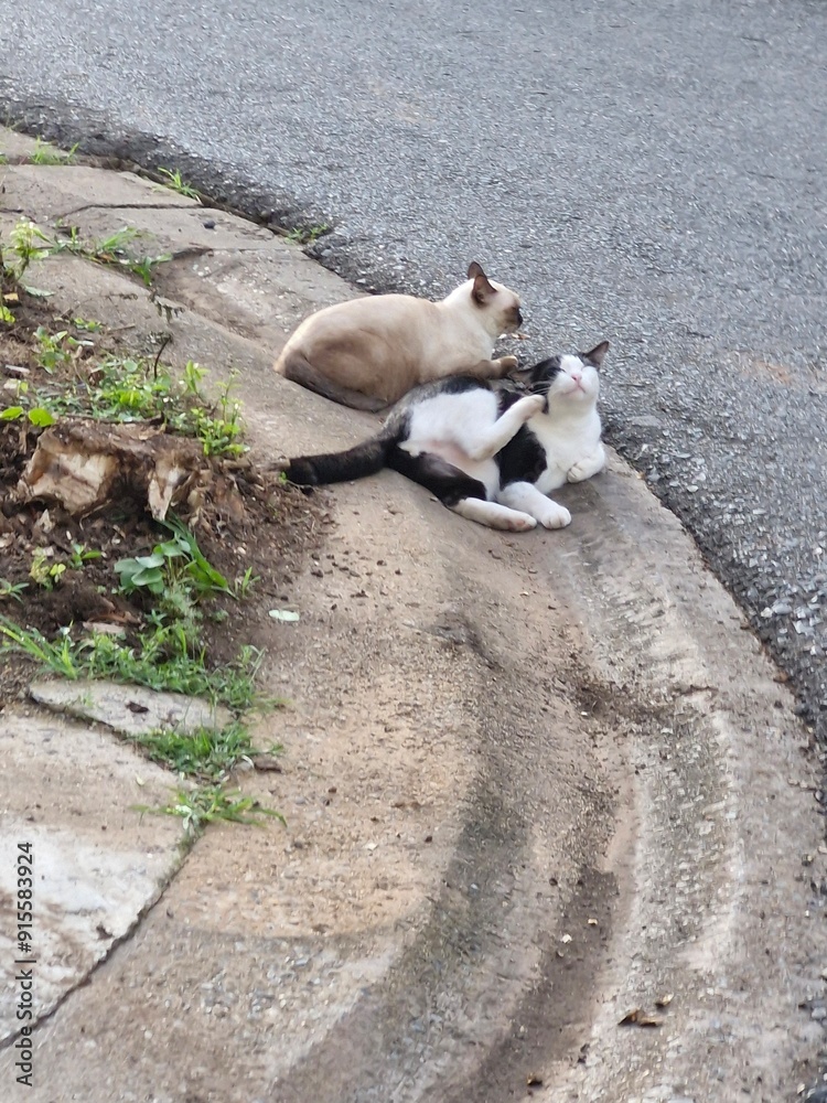 A black and white cat and a fellow cat mushroom on the street. A black and white cat and a fellow cat mushroom on the street.