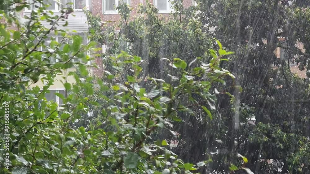 wind and heavy rain shake the green branch of the tree violently wind and heavy rain shake the green branch of the tree violently