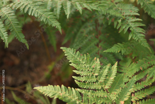 Fern leaves with brown spots. Ferns in the forest in summer, close-up. Vegetation. Natural background