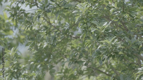 Wallpaper Mural A tree with green leaves and branches Torontodigital.ca