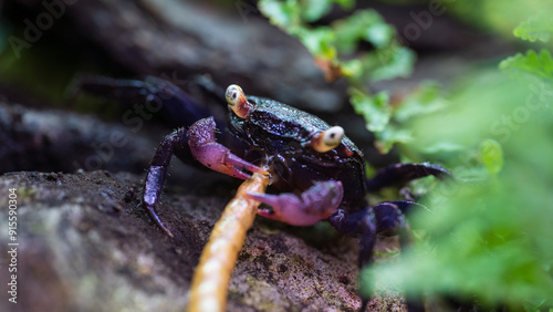 Geosesarma Vampire Crab Eating