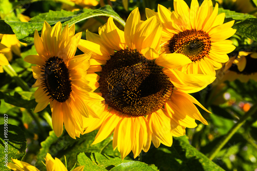 beautiful Sonnflower beetween wildflowers in the sun, with bee