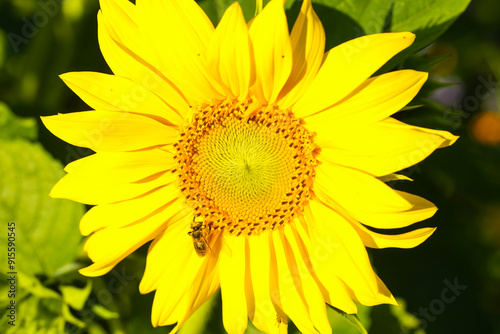 beautiful Sonnflower beetween wildflowers in the sun, with bee