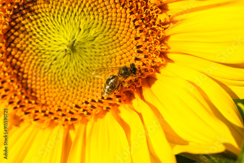 beautiful Sonnflower beetween wildflowers in the sun