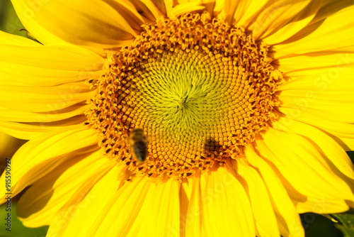 beautiful Sonnflower beetween wildflowers in the sun, with bee