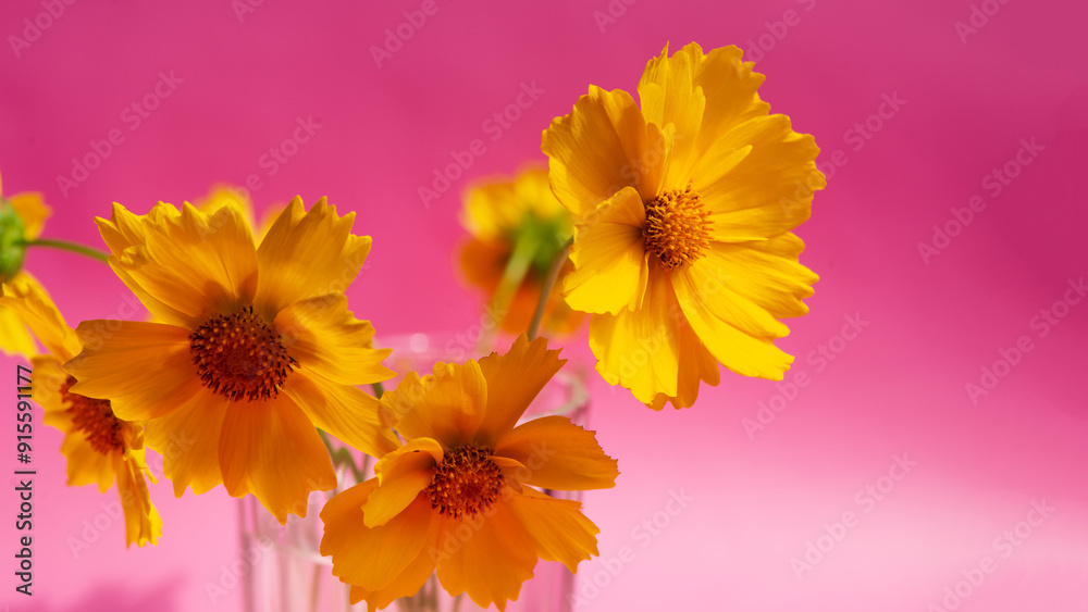 Bouquet of flowers of yellow chamomile on a pink background, close -up. Bouquet of flowers of yellow chamomile on a pink background, close -up.