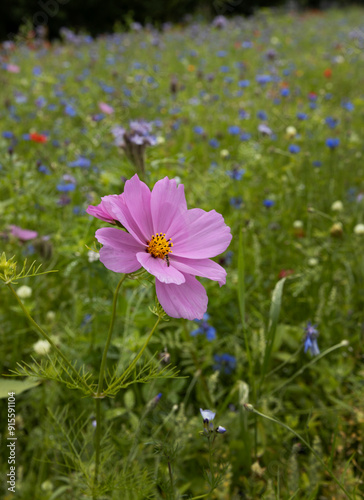 Field of flowers. Ribnitz-Damgarten. Mecklenburg Vorpommern. East germany. 