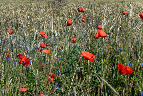 Fieldflowers. Poppies. Mecklenburg Vorpommern. East Germany. Field of wheat. photo