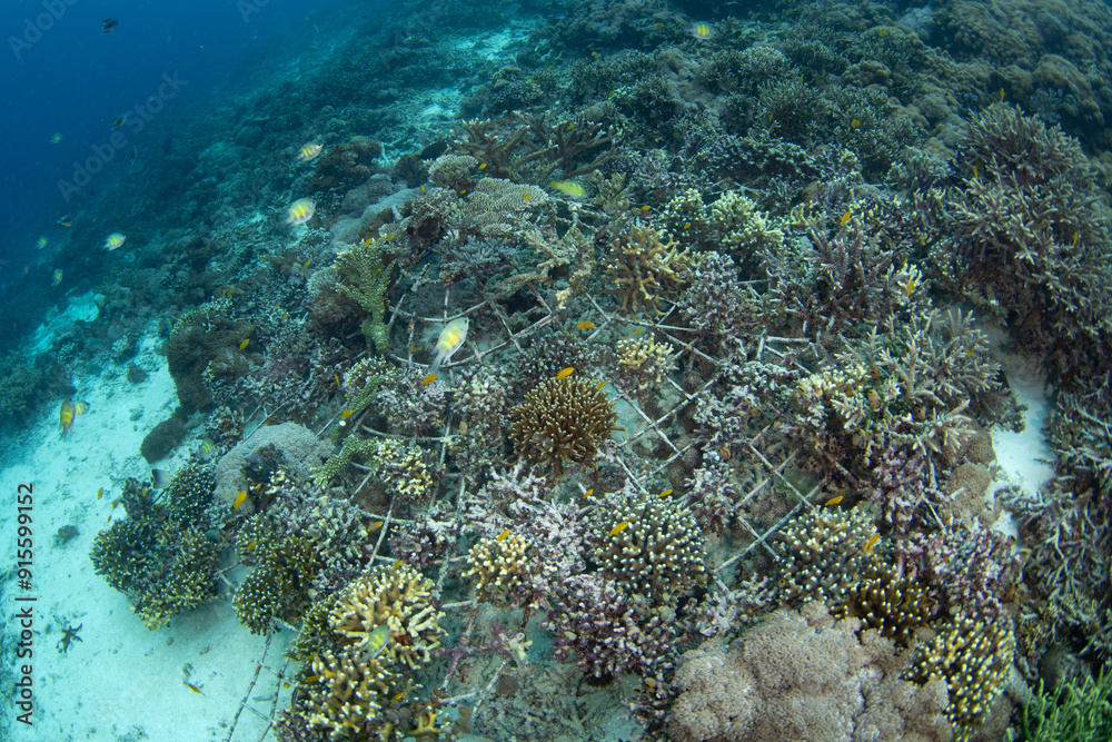 Metal structures have been put on a recovering coral reef in Raja Ampat, Indonesia. Corals need a hard substrate on which to grow and metal provides this on reefs that have been degraded. Metal structures have been put on a recovering coral reef in Raja Ampat, Indonesia. Corals need a hard substrate on which to grow and metal provides this on reefs that have been degraded.