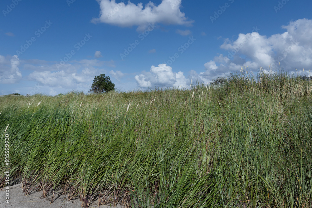 Dunes with grss. Coast Balitic Sea. Mecklenburg Vorpommern. East Germany. Dunes with grss. Coast Balitic Sea. Mecklenburg Vorpommern. East Germany.