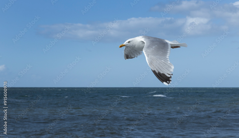 Flying seagull. Coast Balitic Sea. Graal Muritz. Mecklenburg Vorpommern. East Germany. Flying seagull. Coast Balitic Sea. Graal Muritz. Mecklenburg Vorpommern. East Germany.