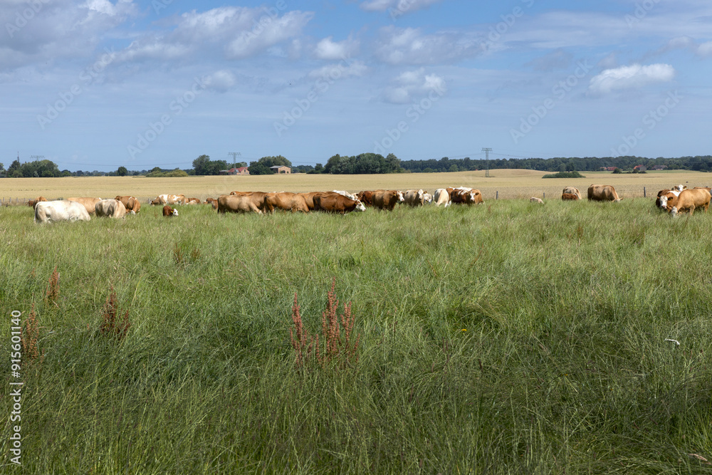 Field and hills with cows. Windmills in the back.. Marlow.. Mecklenburg Vorpommern East Germany. Baltic Sea. Field and hills with cows. Windmills in the back.. Marlow.. Mecklenburg Vorpommern East Germany. Baltic Sea.
