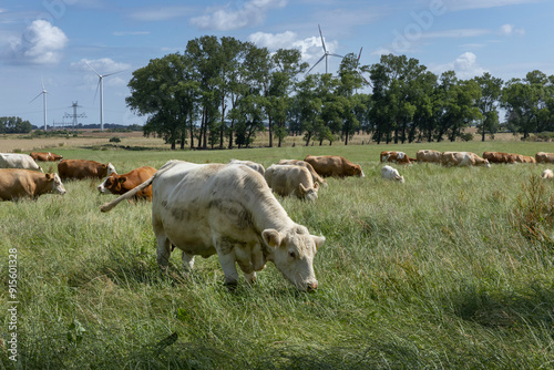 Field and hills with cows. Windmills in the back.. Marlow.. Mecklenburg Vorpommern East Germany. Baltic Sea.  photo