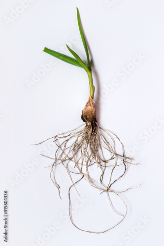Fresh green leeks with rhizome and soil on a white background