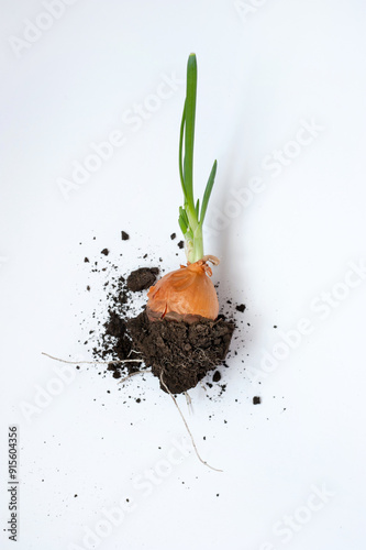 Fresh green leeks with rhizome and soil on a white background