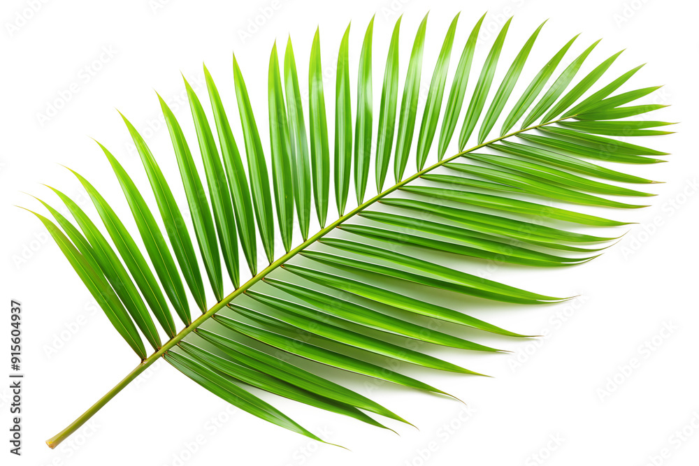 Obraz premium Palm leaf png