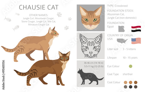 Chausie Cat clipart. All coat colors set.  All cat breeds characteristics infographic. Vector illustration