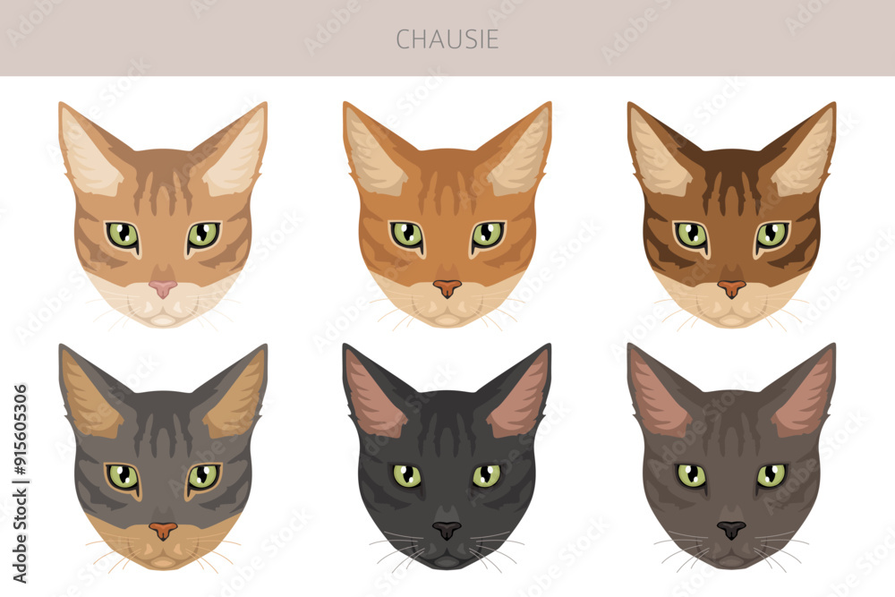 Chausie Cat clipart. All coat colors set.  All cat breeds characteristics infographic. Vector illustration