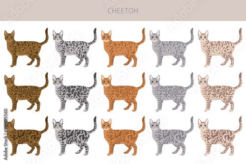 Cheetoh Cat clipart. All coat colors set.  All cat breeds characteristics infographic. Vector illustration