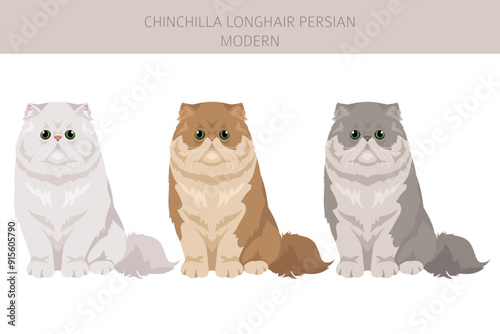 Chinchilla Persian Longhair Modern Cat clipart. All coat colors set.  All cat breeds characteristics infographic. Vector illustration