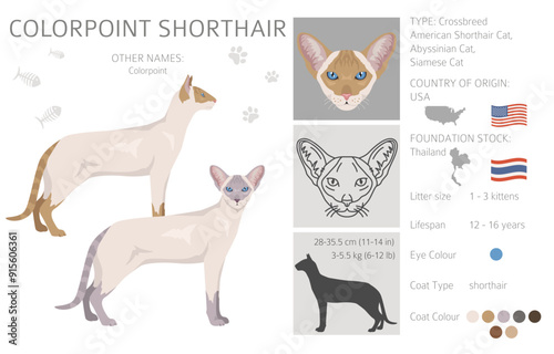 Colorpoint shorthair Cat clipart. All coat colors set.  All cat breeds characteristics infographic. Vector illustration