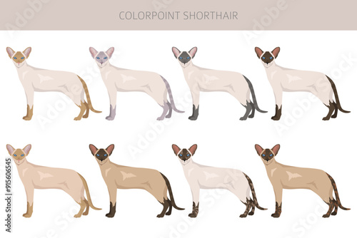 Colorpoint shorthair Cat clipart. All coat colors set.  All cat breeds characteristics infographic. Vector illustration