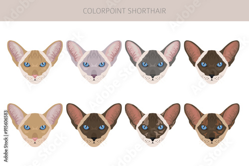 Colorpoint shorthair Cat clipart. All coat colors set.  All cat breeds characteristics infographic. Vector illustration