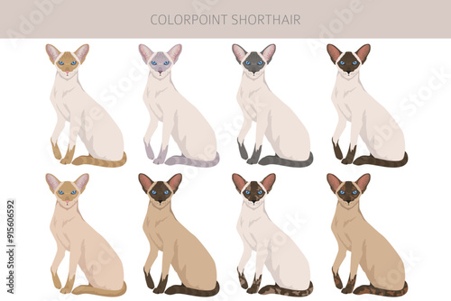 Colorpoint shorthair Cat clipart. All coat colors set.  All cat breeds characteristics infographic. Vector illustration
