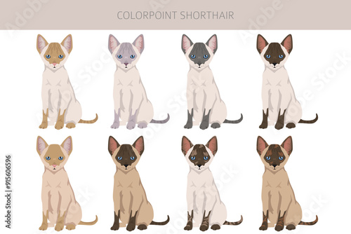 Colorpoint shorthair Cat clipart. All coat colors set.  All cat breeds characteristics infographic. Vector illustration