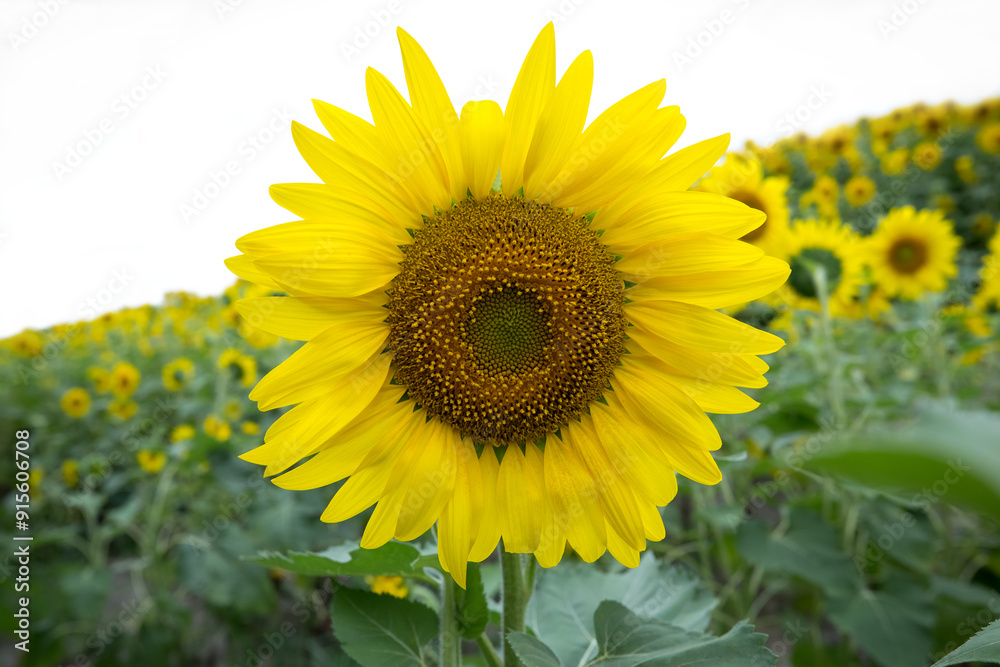 Close-up color photo of a beautiful vibrant yellow sunflower standing out against a field of soft blurred de-focused blooming sunflower plants. Isolated against a white background with copy space. Close-up color photo of a beautiful vibrant yellow sunflower standing out against a field of soft blurred de-focused blooming sunflower plants. Isolated against a white background with copy space.