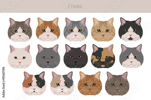 Cymric Cat clipart. All coat colors set.  All cat breeds characteristics infographic. Vector illustration