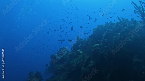 Wallpaper Mural Scuba Diving the rock and coral reef in the Cayman Islands Torontodigital.ca