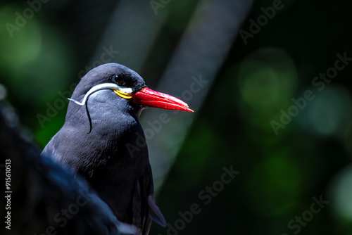 Male Inca Tern (Larosterna inca) along the Pacific Coast of South America photo