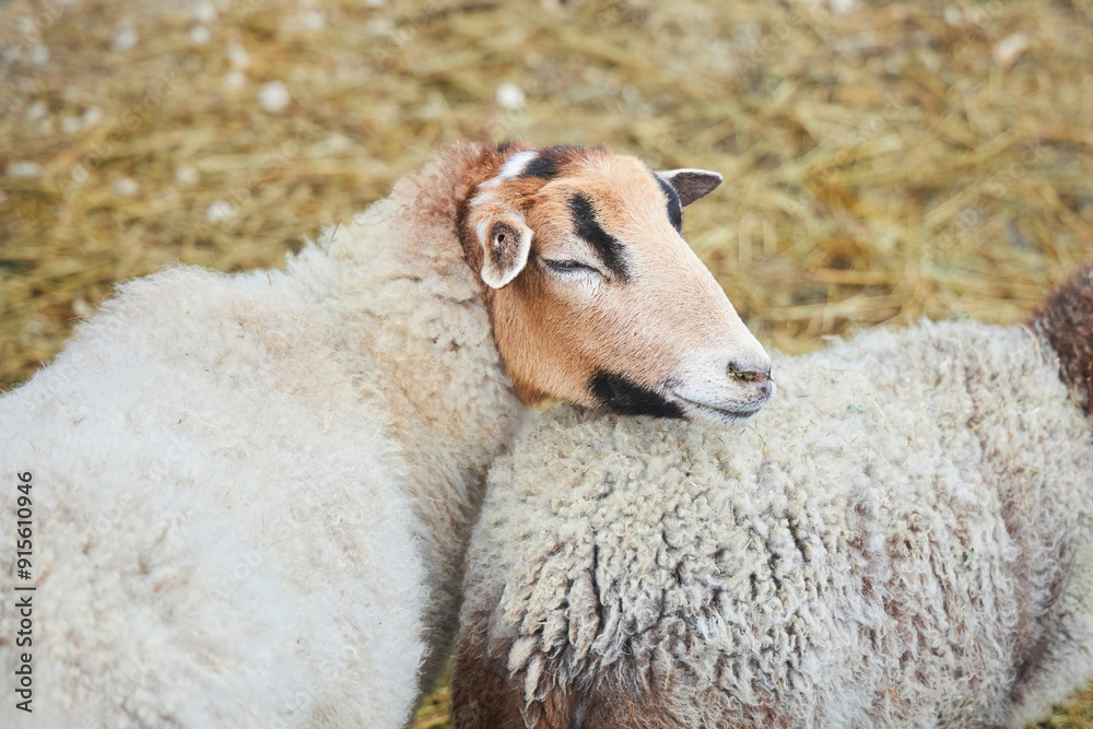 Exotic breeds of goats and sheep. Raising rare animals on a farm. Exotic breeds of goats and sheep. Raising rare animals on a farm.