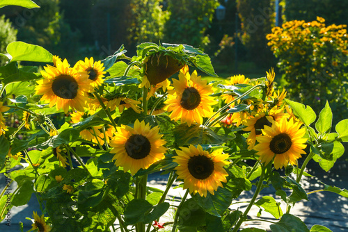 Sunflowers in the garden on a sunny day