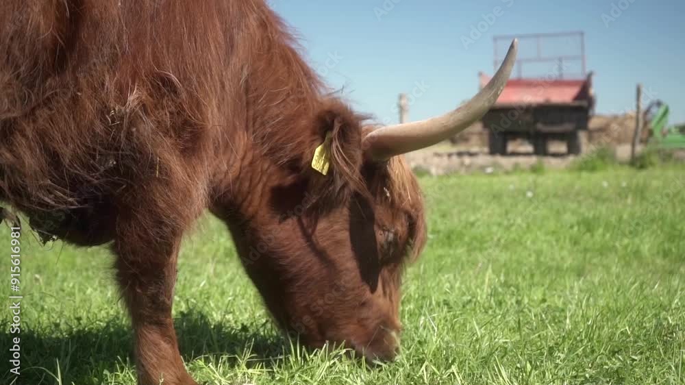 A woolly brown Highland beef cow with long horns and an ear tag is ...