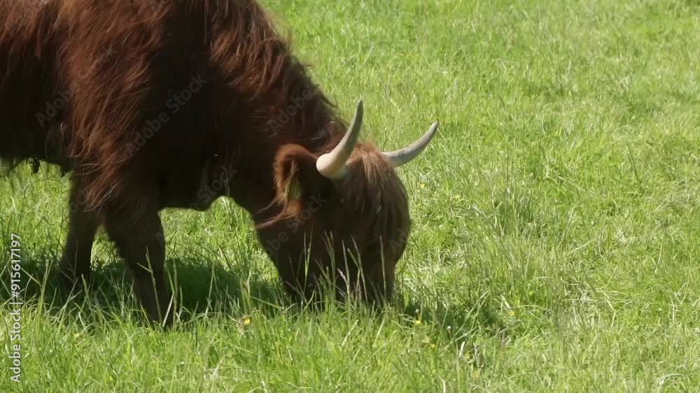 A Highland cow with a cattle ear tag eats grass in a pasture. A red cow ...