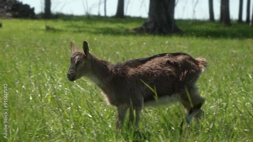 A young goat walks through the pasture, through the tall grass. The offspring of domestic dairy goats graze on a free range. Animal husbandry in agriculture. A young goat walks through the pasture, through the tall grass. The offspring of domestic dairy goats graze on a free range. Animal husbandry in agriculture.