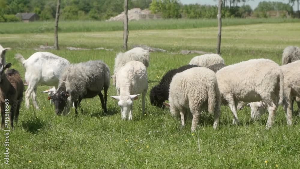 A large herd of goats and sheeps graze on a pasture on a sunny day. A rural livestock farm for agro and eco tourism. Eco-friendly farming. A large herd of goats and sheeps graze on a pasture on a sunny day. A rural livestock farm for agro and eco tourism. Eco-friendly farming.